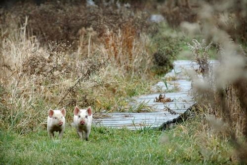 我們的環(huán)境會(huì)好嗎？——“數(shù)說”大氣、水、土壤污染防治三大戰(zhàn)役